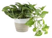 pothos plant
